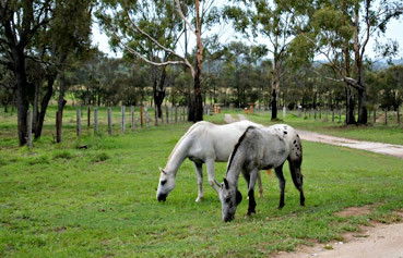Alkoomi Outback Skills Farm - Adelaide Schools 1