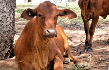 Alkoomi Outback Skills Farm - Adelaide Schools 5