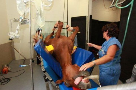 Pacific Vetcare - Adelaide Schools 6