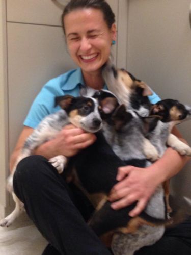 Pacific Vetcare - Adelaide Schools 7