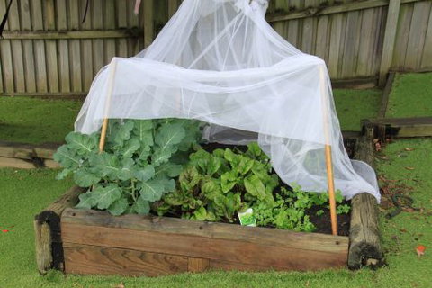 Pelican Pre-School @ Shellharbour - Adelaide Schools 1